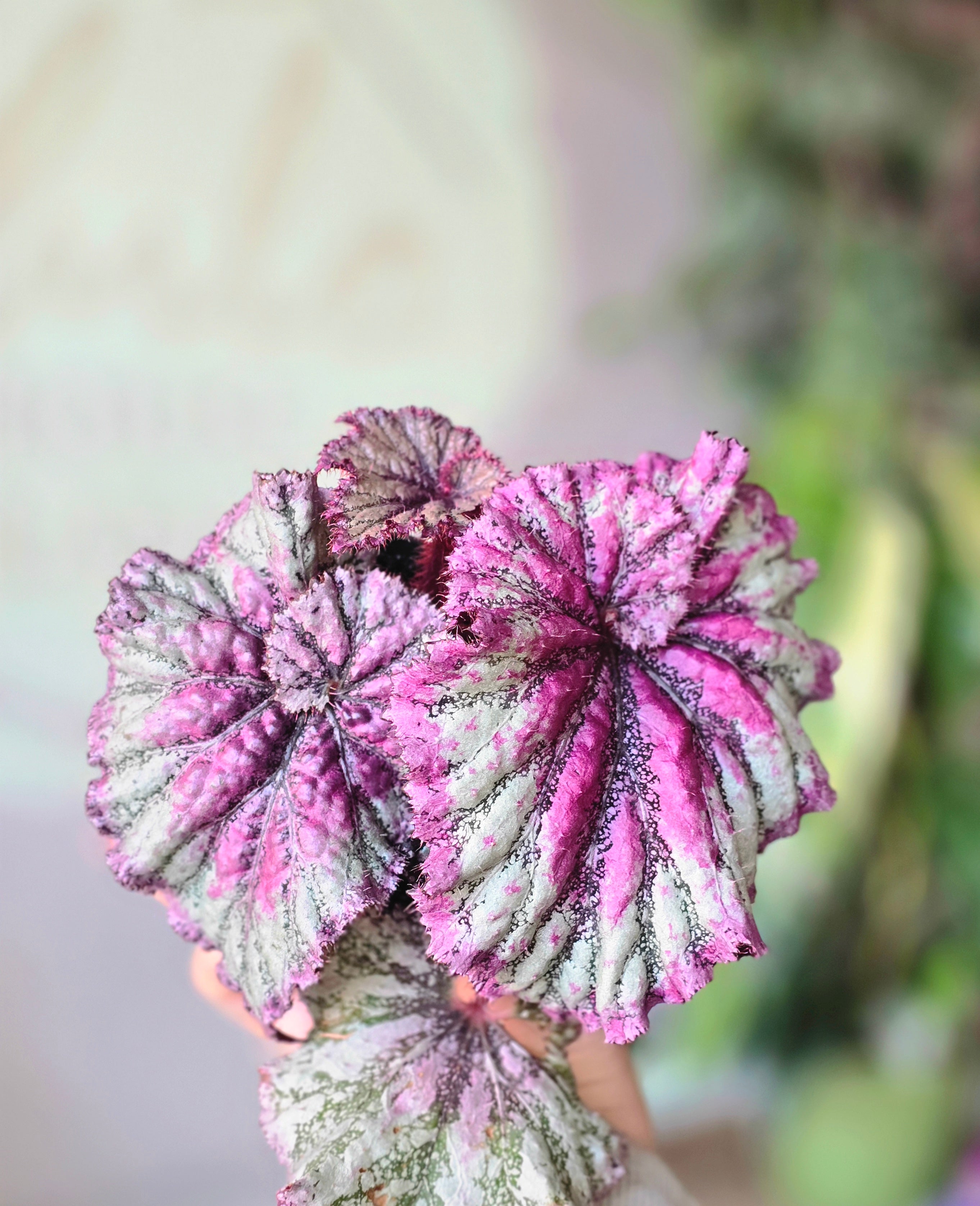 Begonias