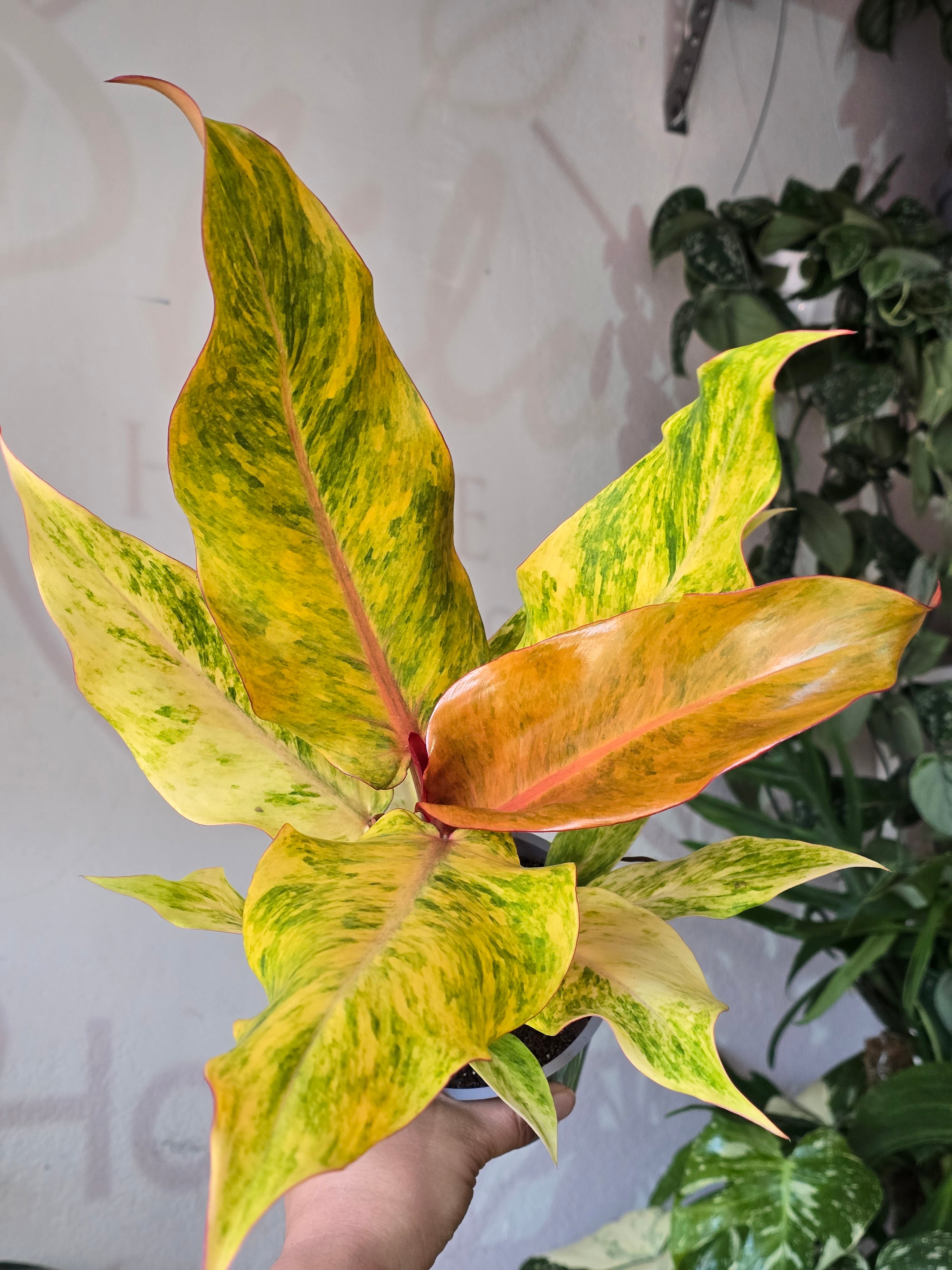 Philodendrons