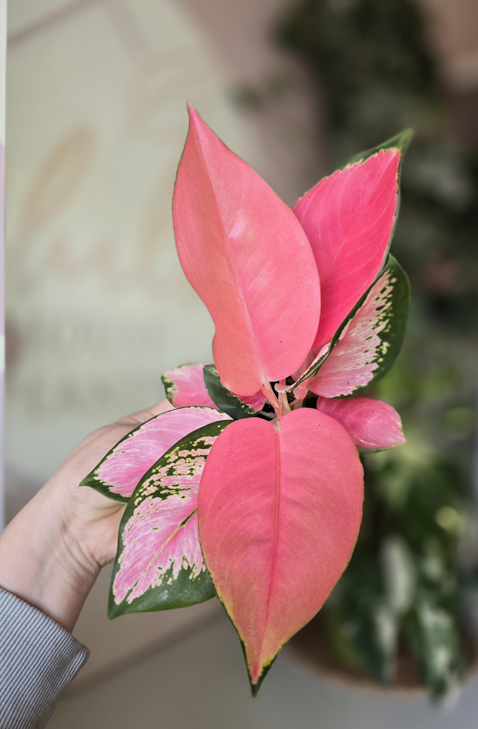 5" Aglaonema Flamingo