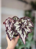 4" Begonia Chocolate Cream