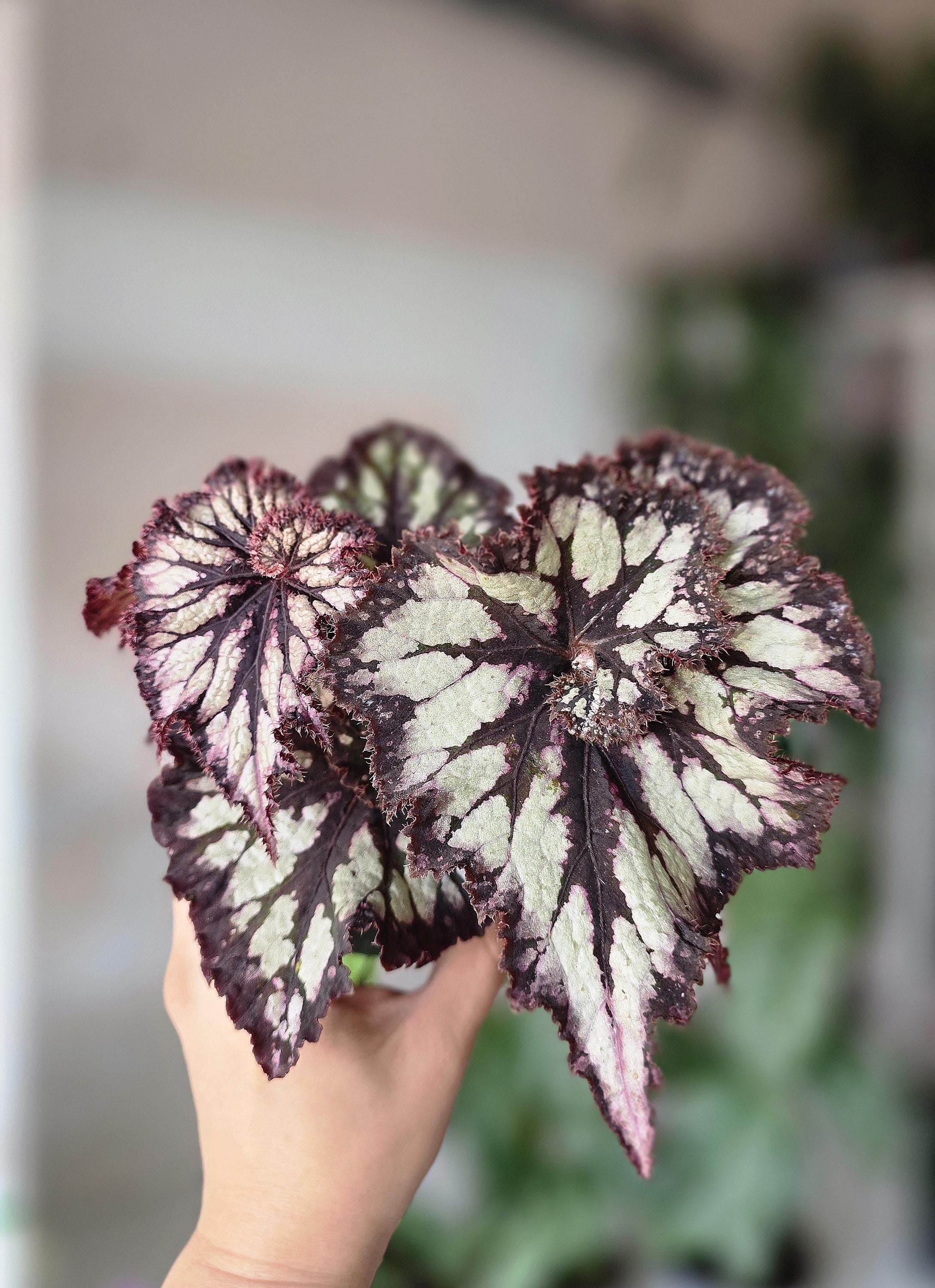 4" Begonia Chocolate Cream