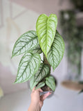 6" Monstera Siltepecana "El Salvador"