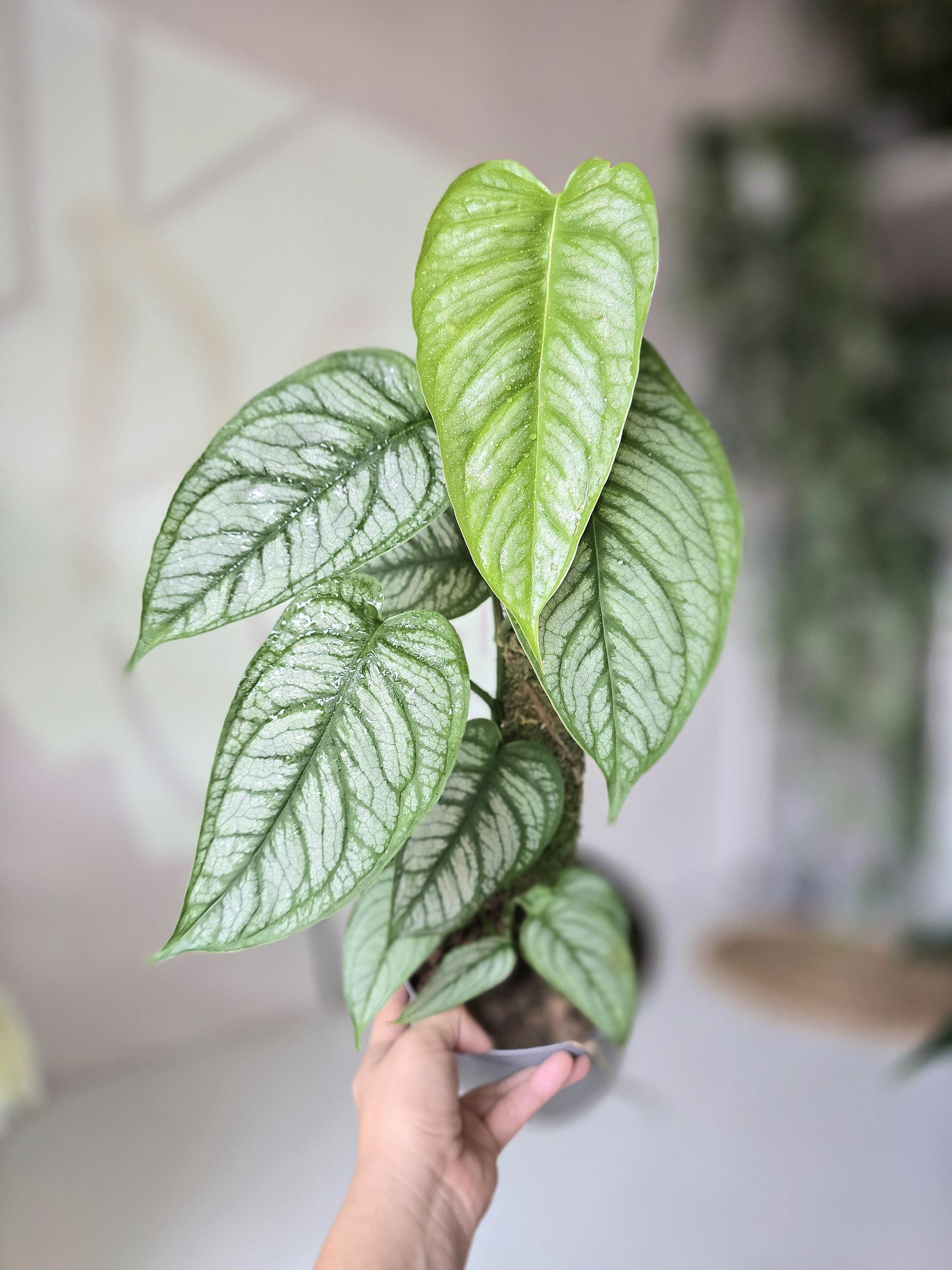 6" Monstera Siltepecana "El Salvador"