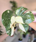 5" Sectoral, hard to find Monstera Thai Constellation
