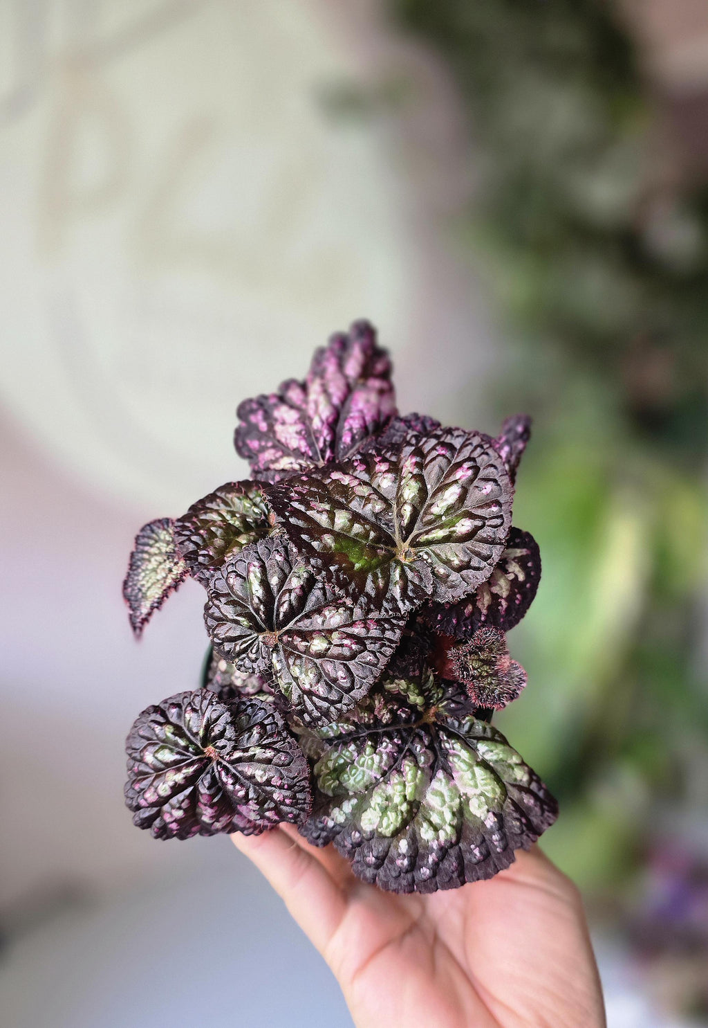 4" Begonia Rex NOID