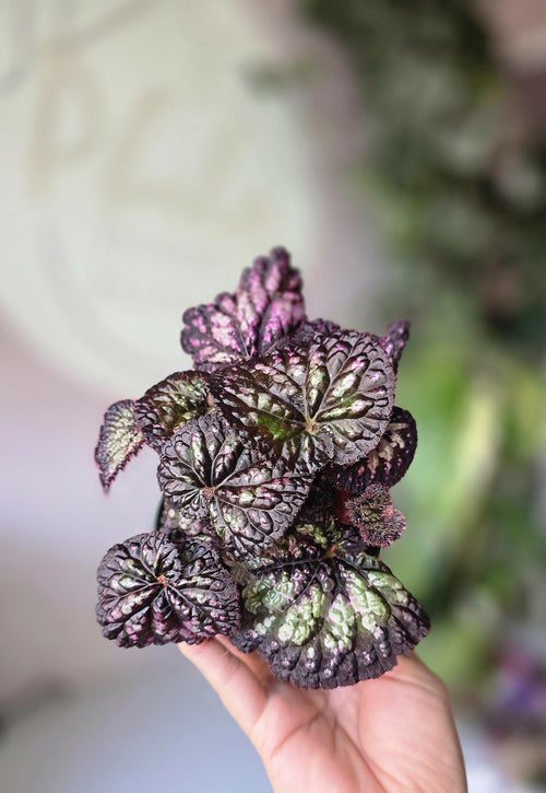 4" Begonia Rex NOID