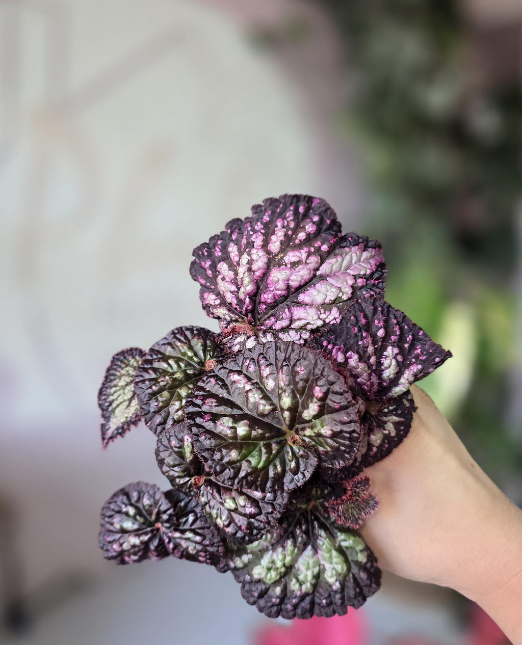 4" Begonia Rex NOID