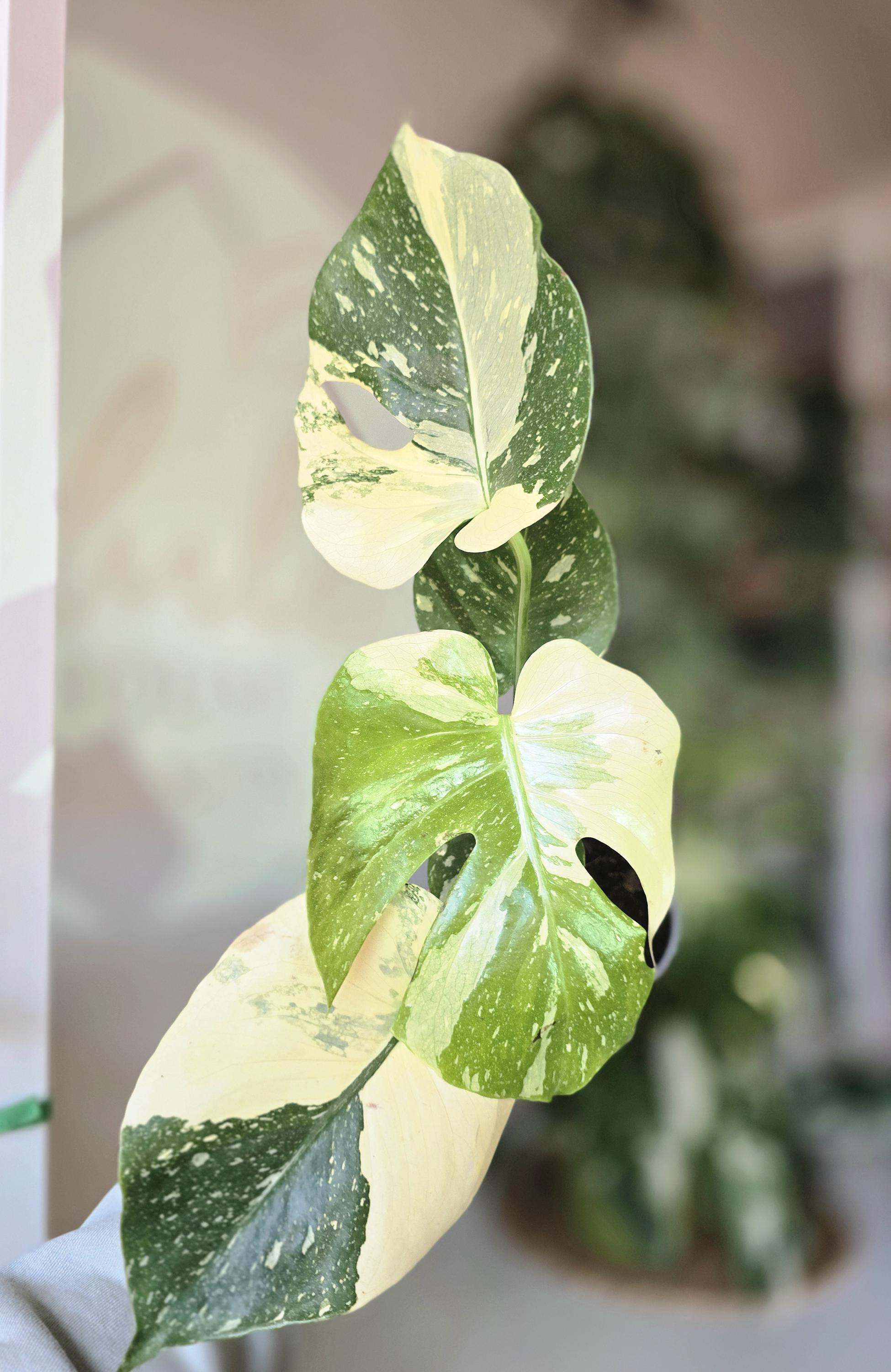 5" Monstera Thai Constellation