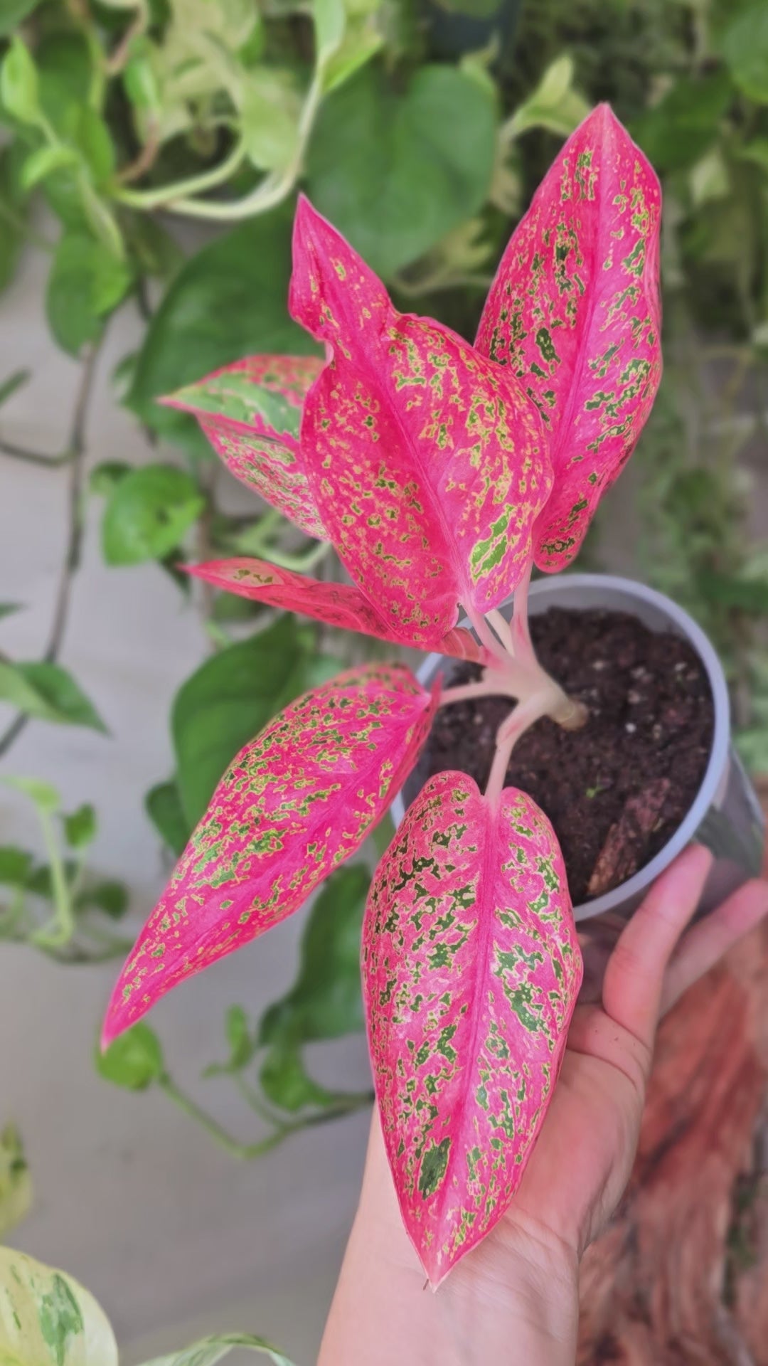 Aglaonema Red Moon