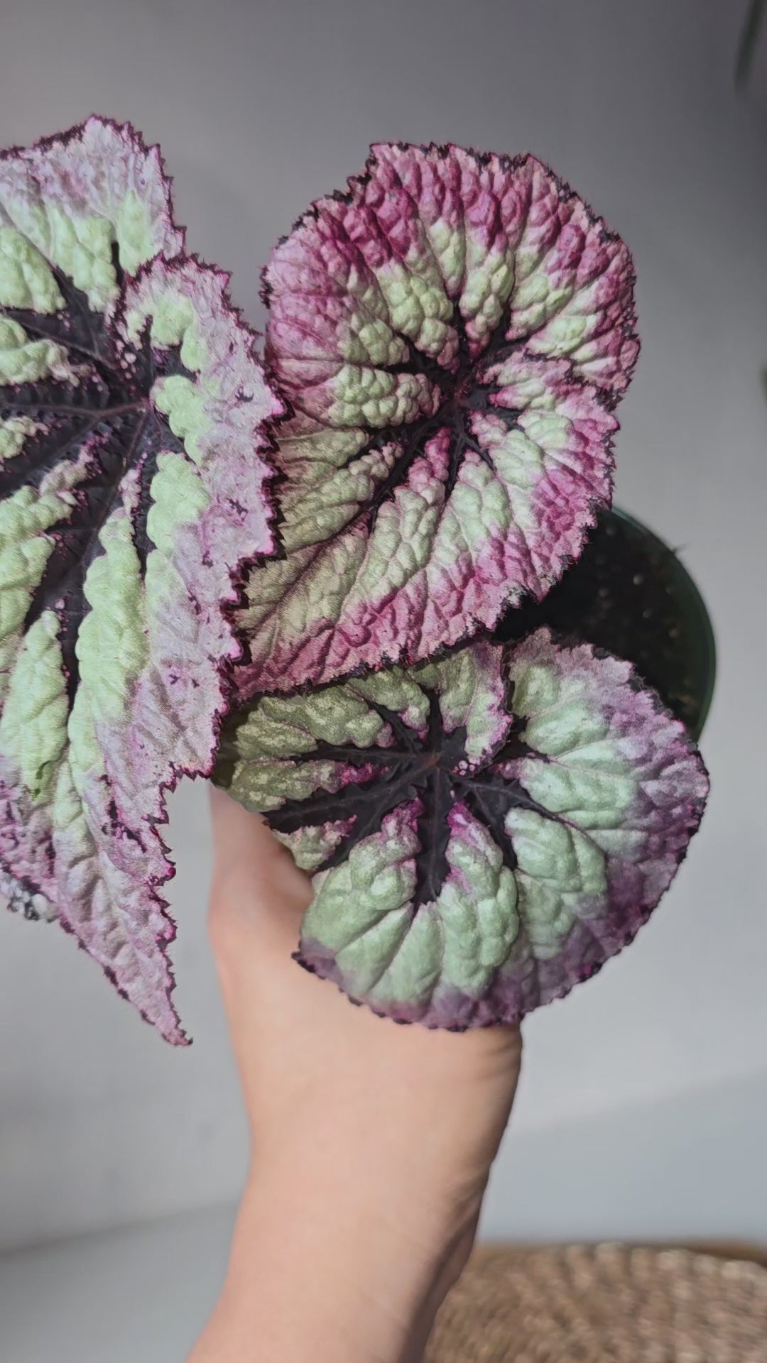 Begonia  Rex Fire Woman