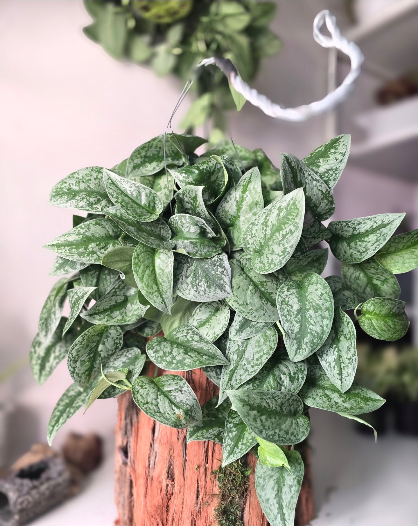 Scindapsus Exotica