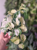 Epipremnum Aureum Harlequin