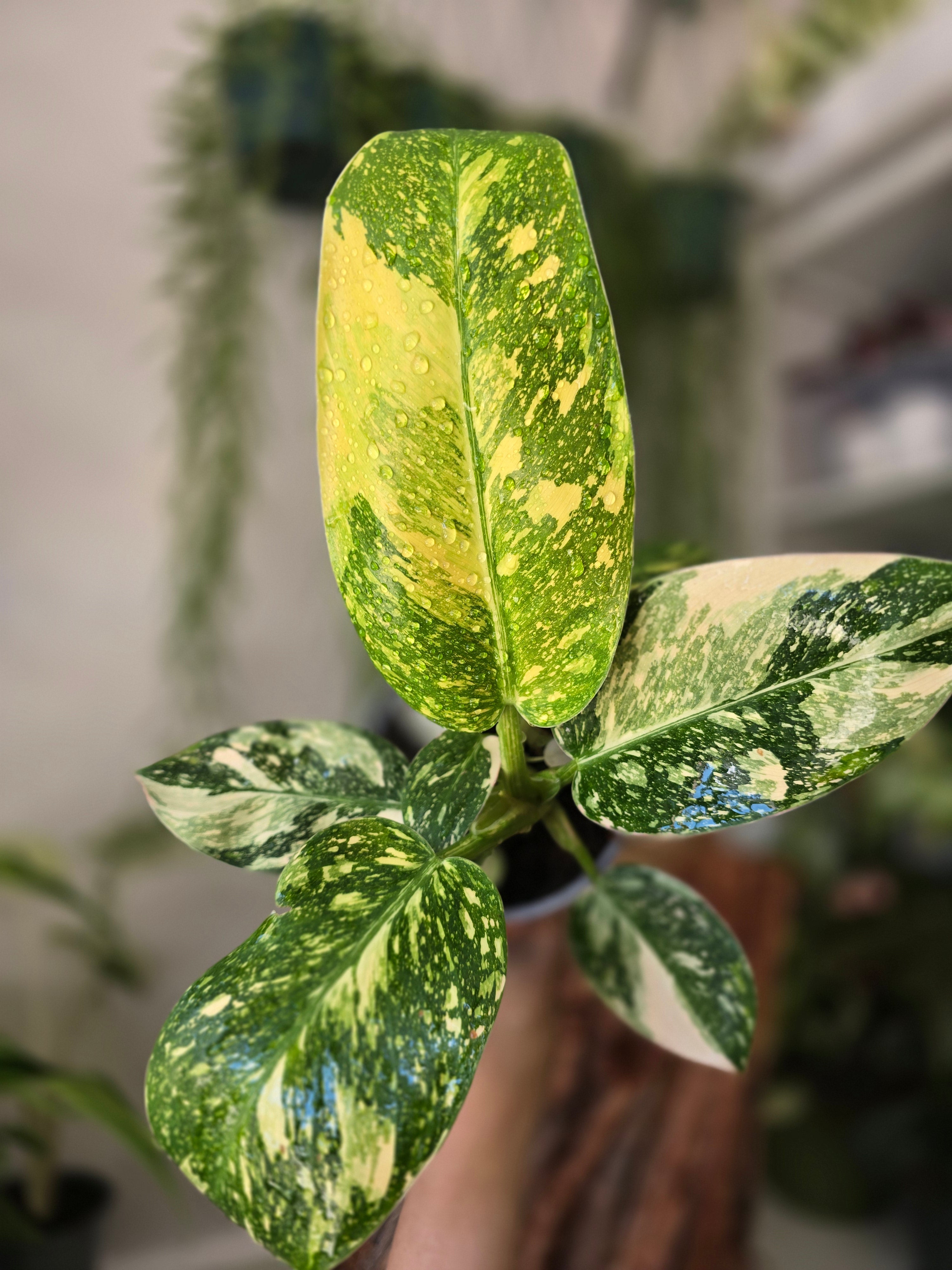 Philodendron Congo Nuclear