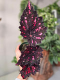 Begonia NO ID