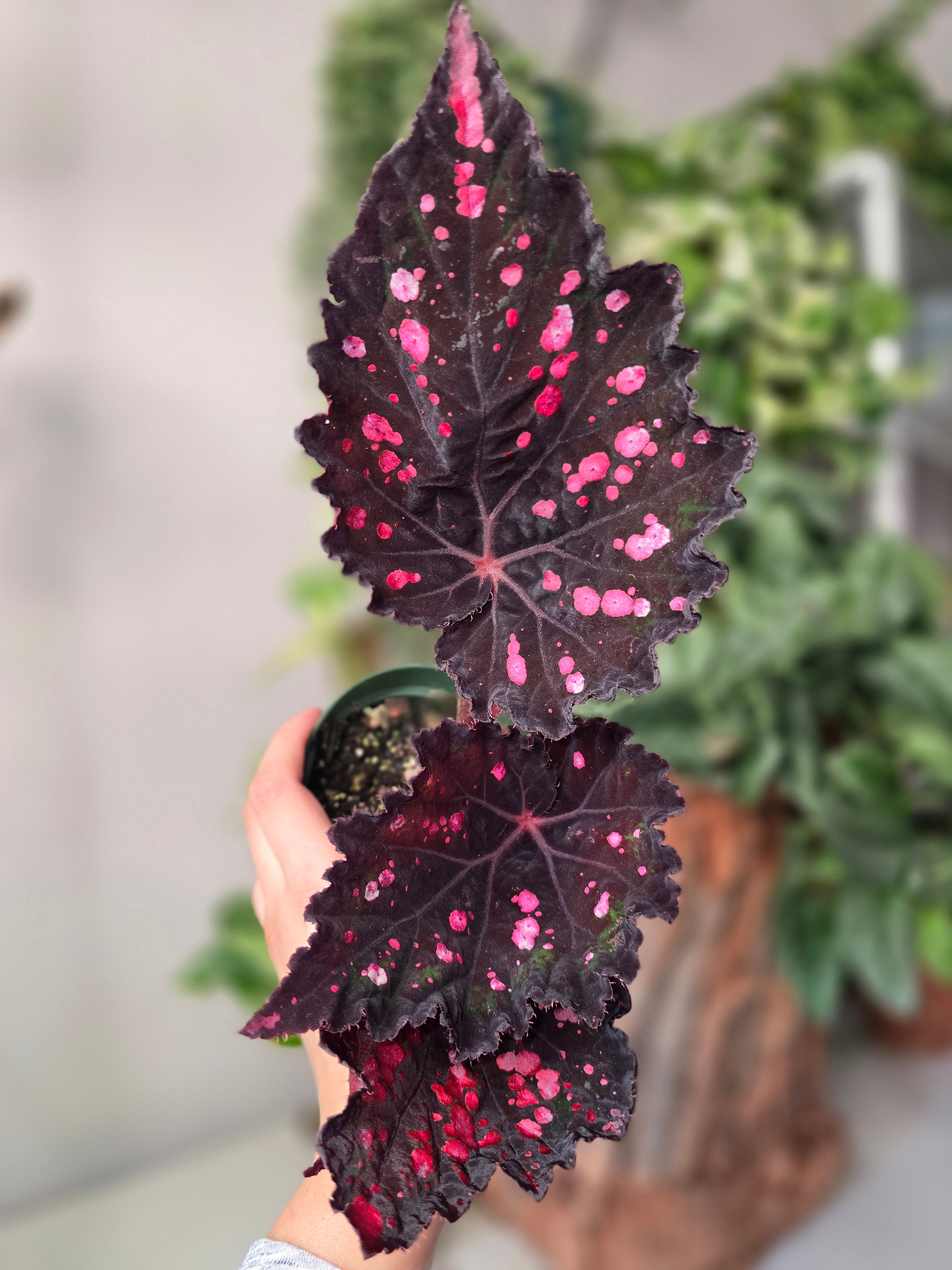 Begonia NO ID