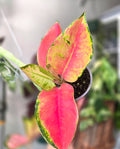 AGlaonema Pink Pearl