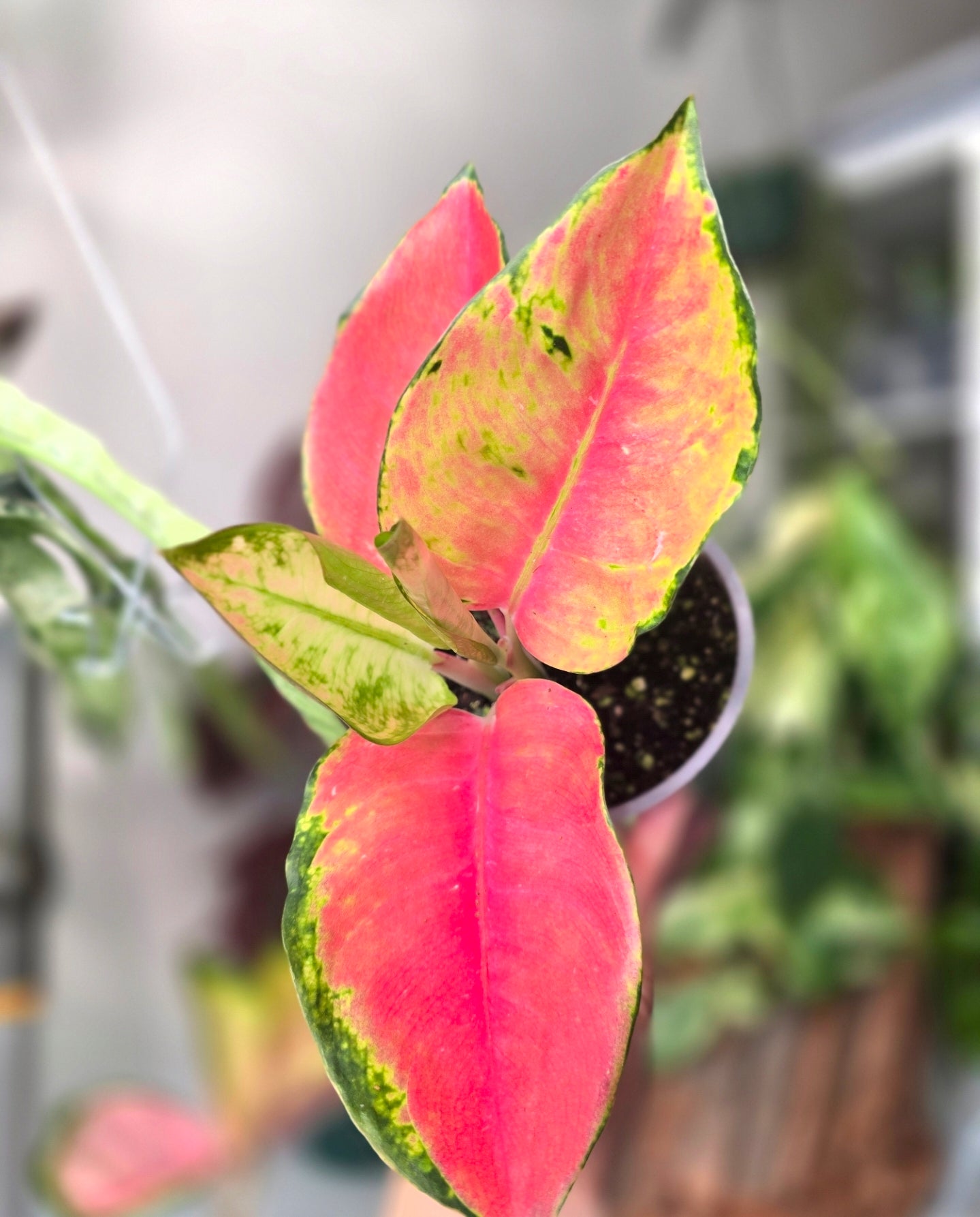 AGlaonema Pink Pearl