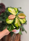 Hoya Lisa Variegated