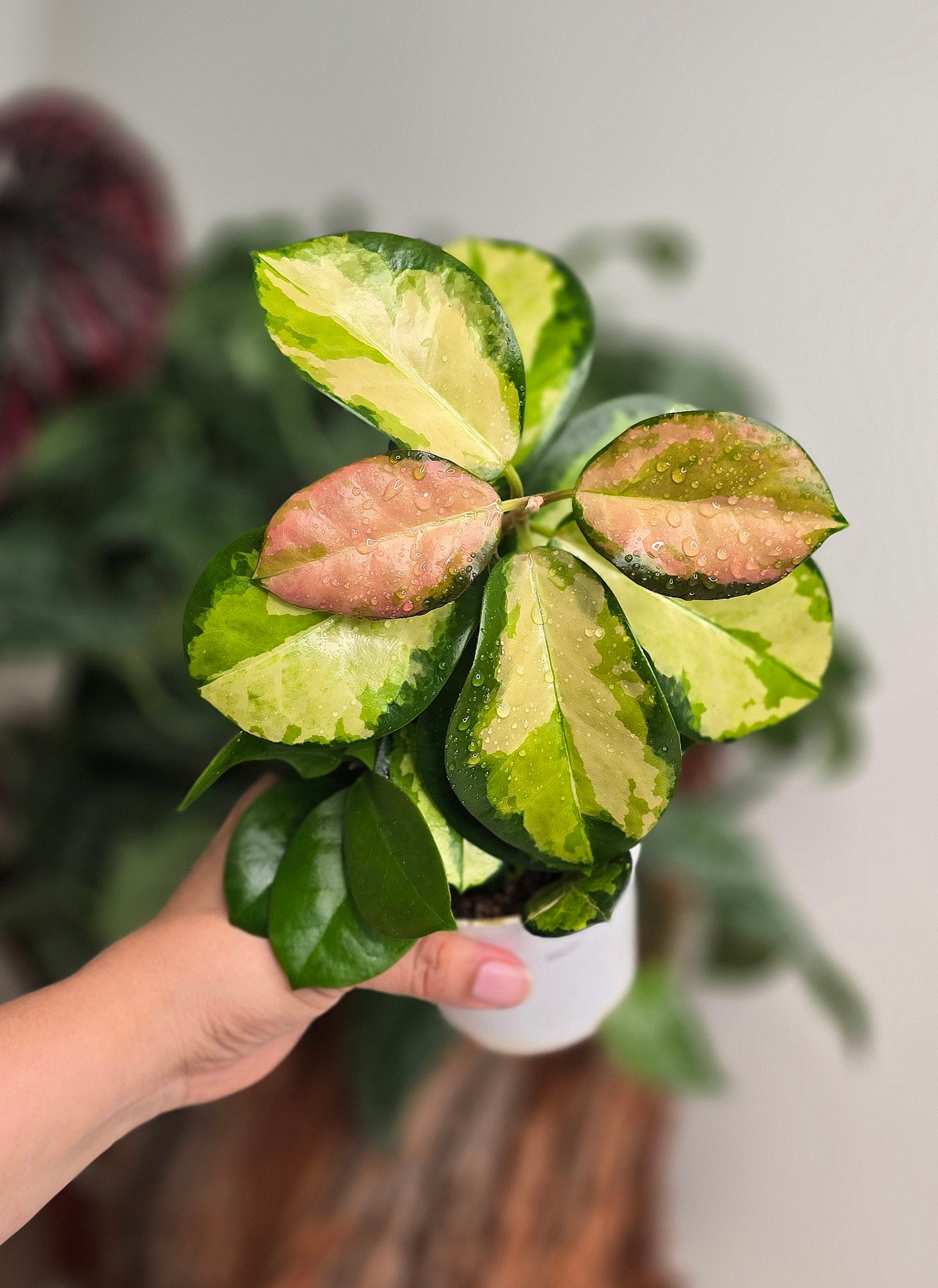 Hoya Lisa Variegated