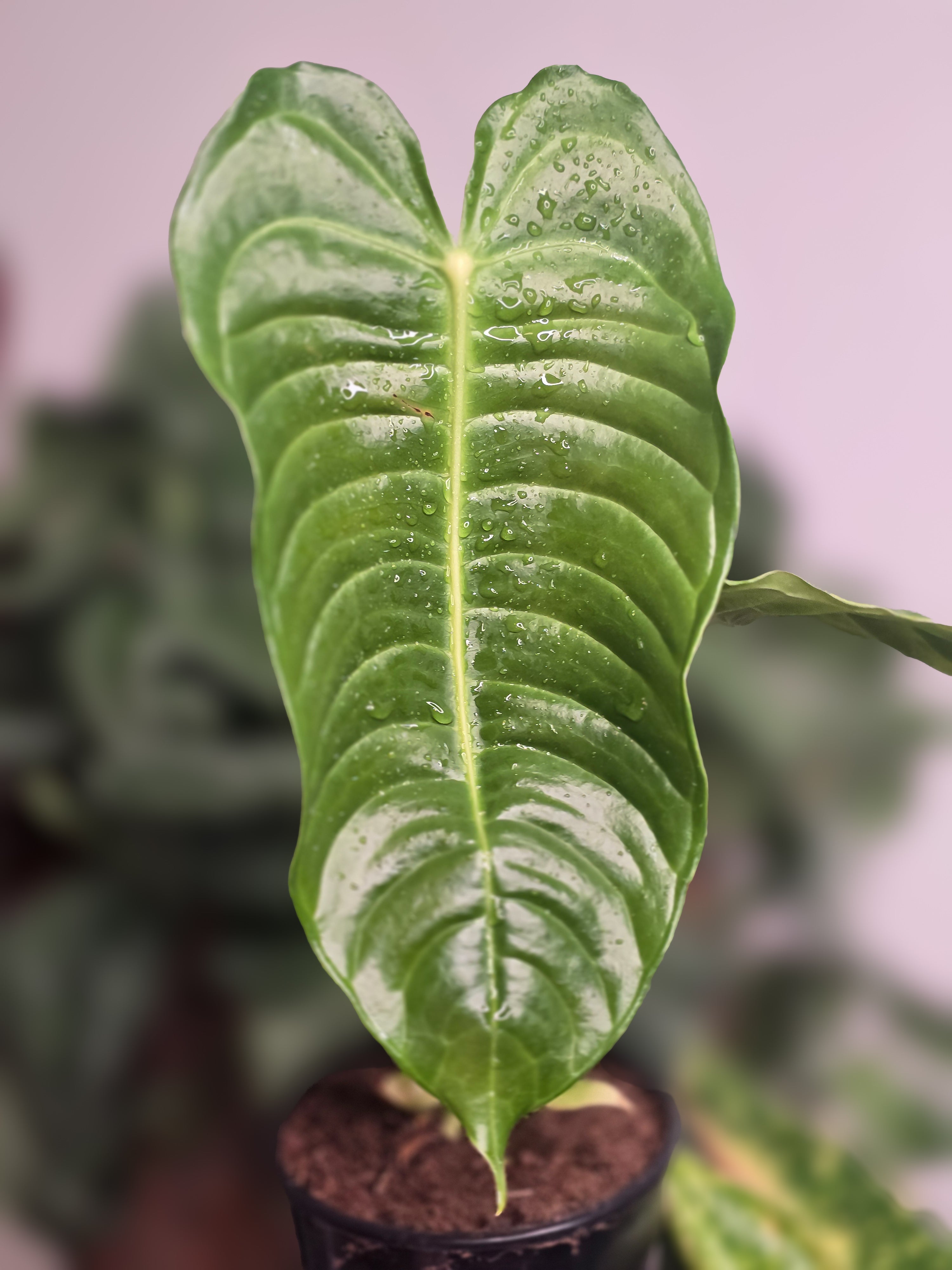 Anthurium Veitchii
