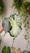 Alocasia Venom