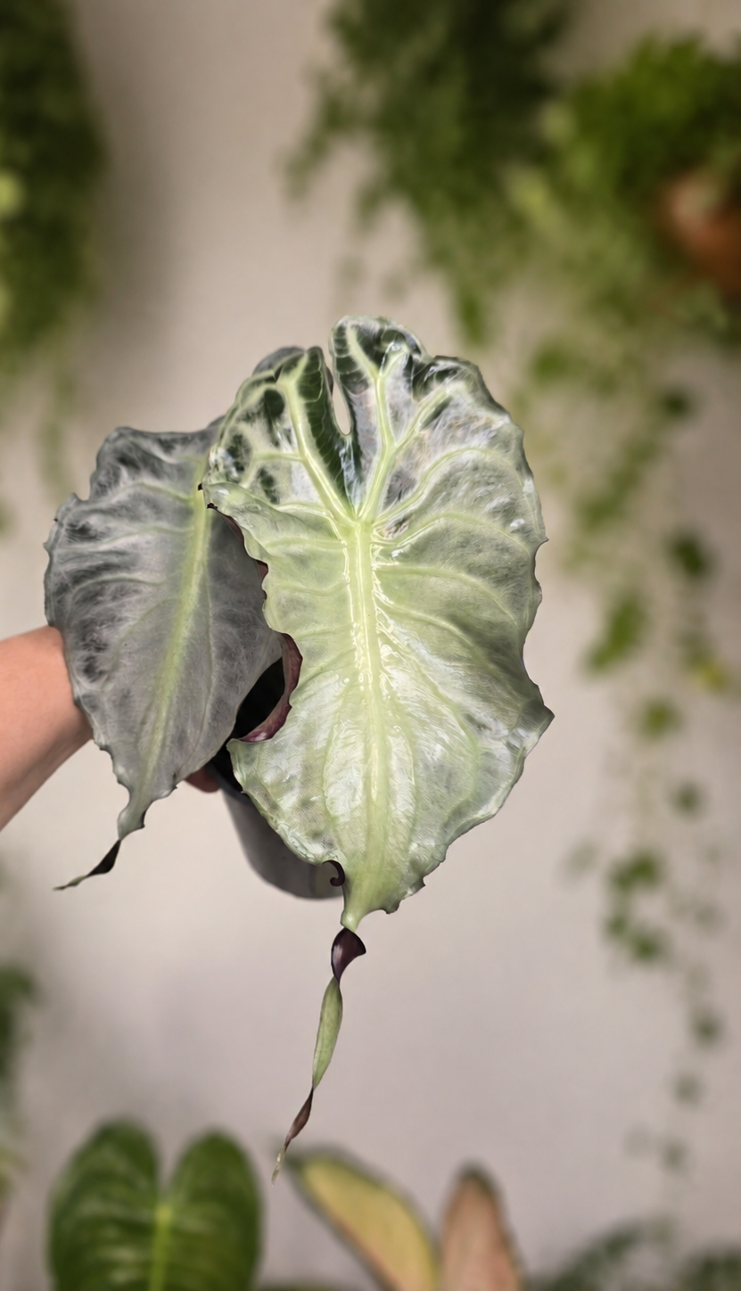 Alocasia Venom