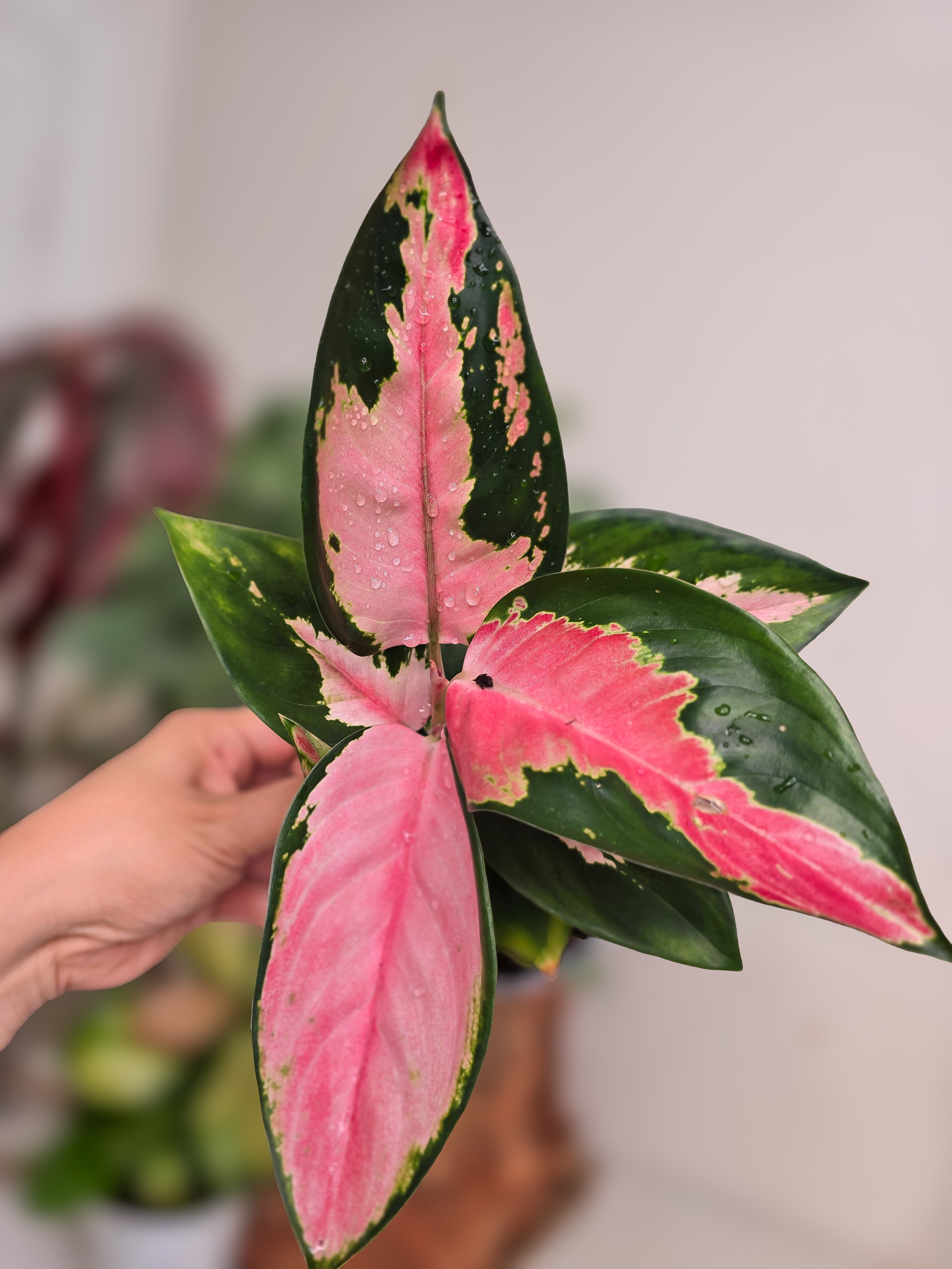 Aglaonema Kit Kat