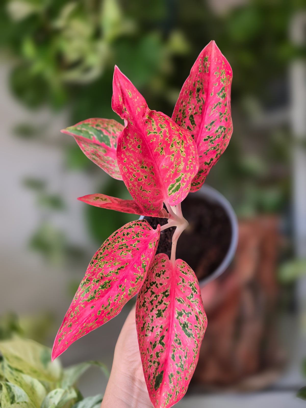 Aglaonema Red Moon