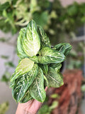 Aglaonema Tom's Pride Mutation