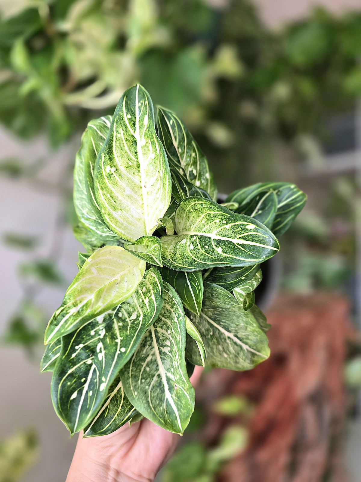 Aglaonema Tom's Pride Mutation